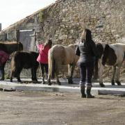 préparation des poneys